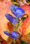 Aconitum carmichaeli Deb